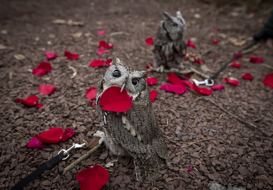 Two eastern screech owls sitting on the ground with rose petals. 