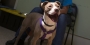A brown and white dog undergoing a behavior analysis at the PSPCA.