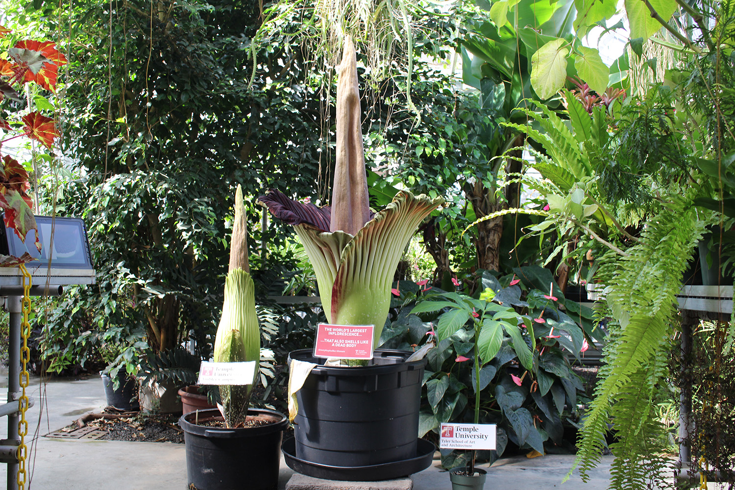 Rare Corpse Flowers Bloom at Temple Ambler