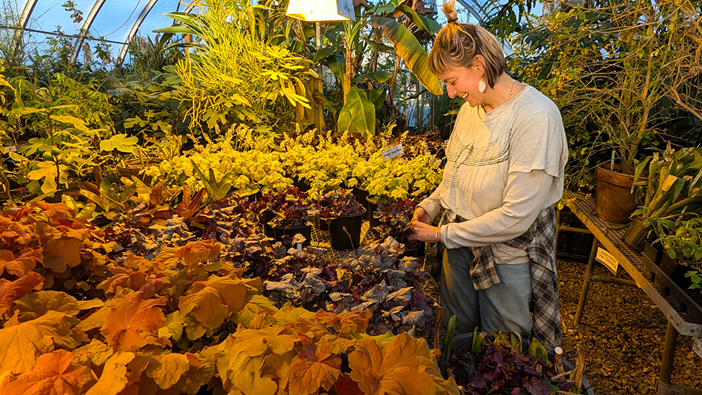 Students work in the Greenhouse at Temple Ambler.