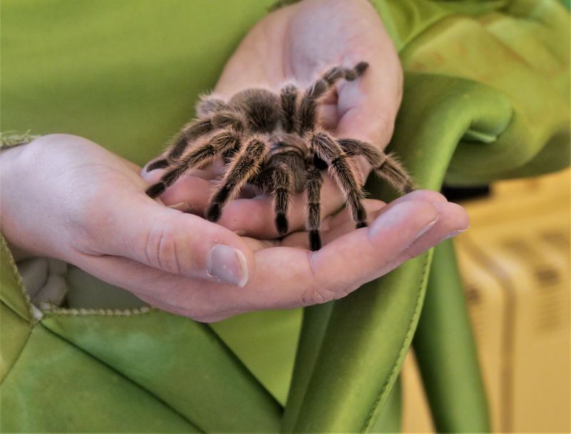 tarantula on hands