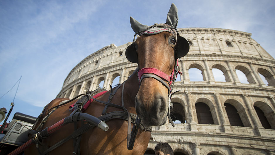 A horse in front of the Colosseum in Rome, Italy.