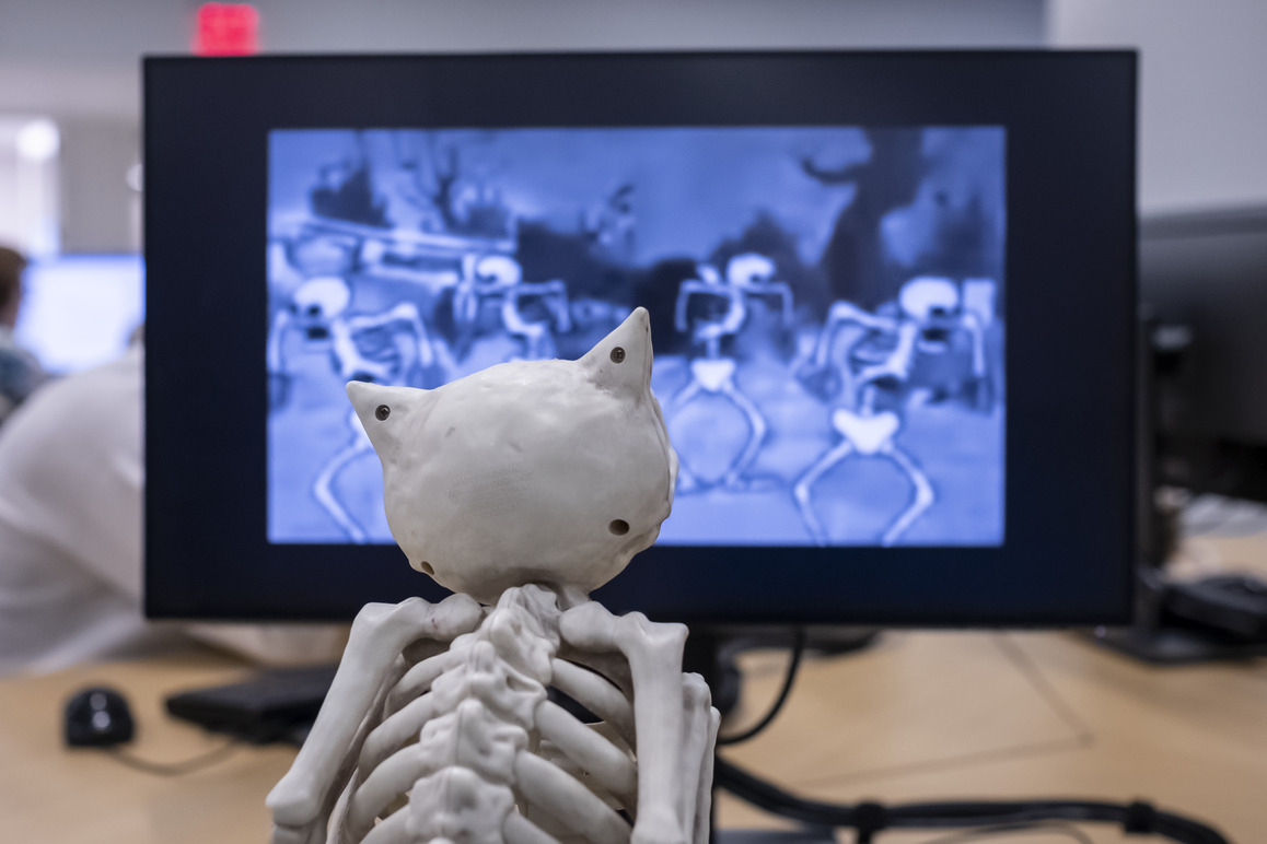 Image of an owl skeleton looking at a screen.