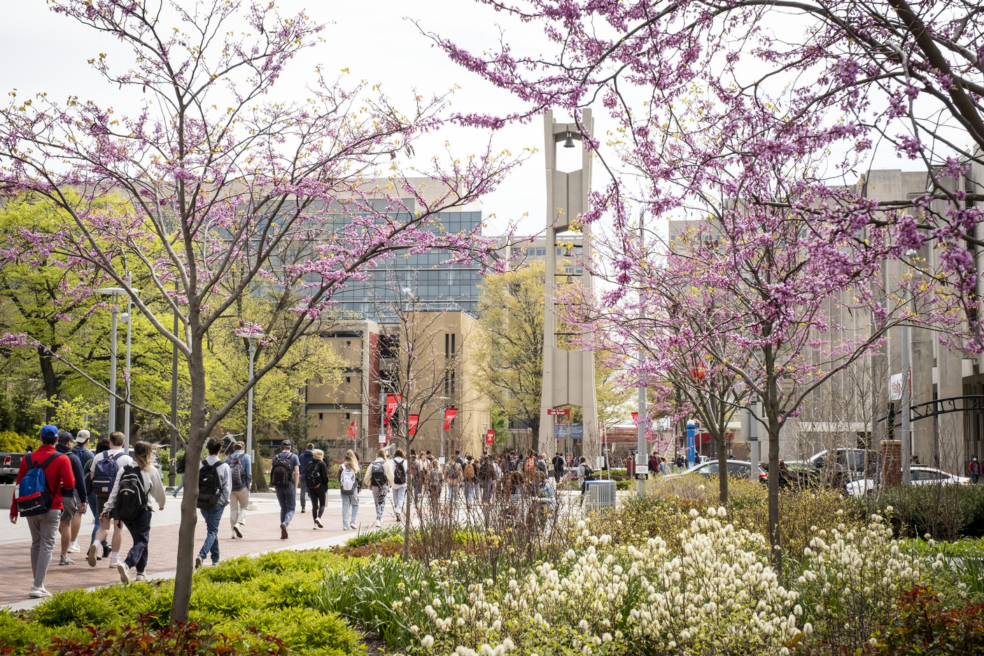  Students walking on Temple’s Main Campus in early spring. 