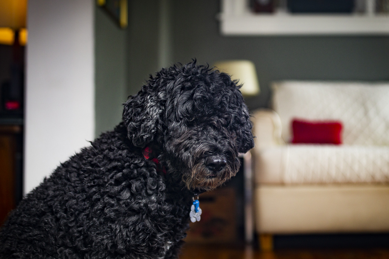 Image of small dark-colored dog with a couch in the background.