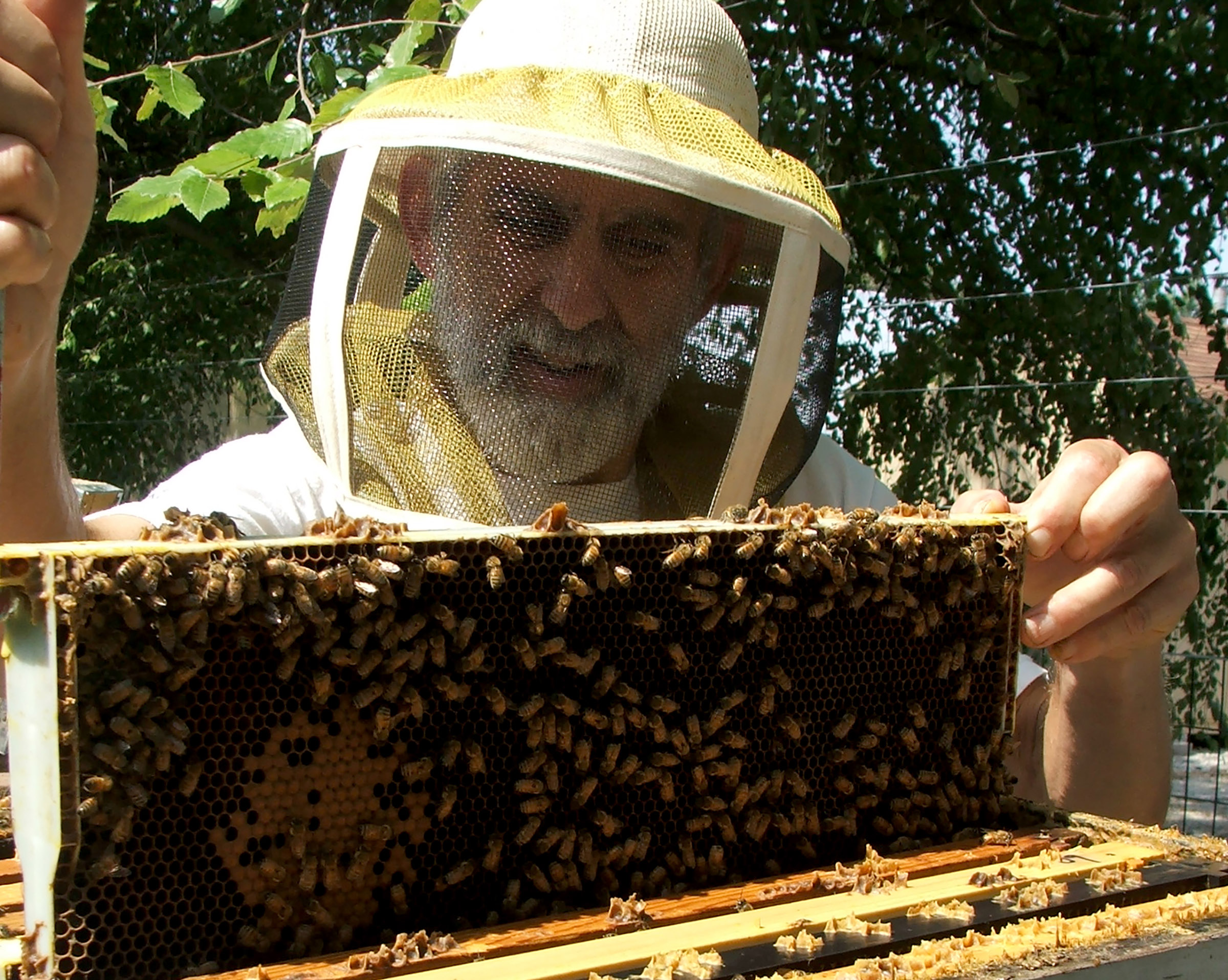 Introduction to Beekeeping