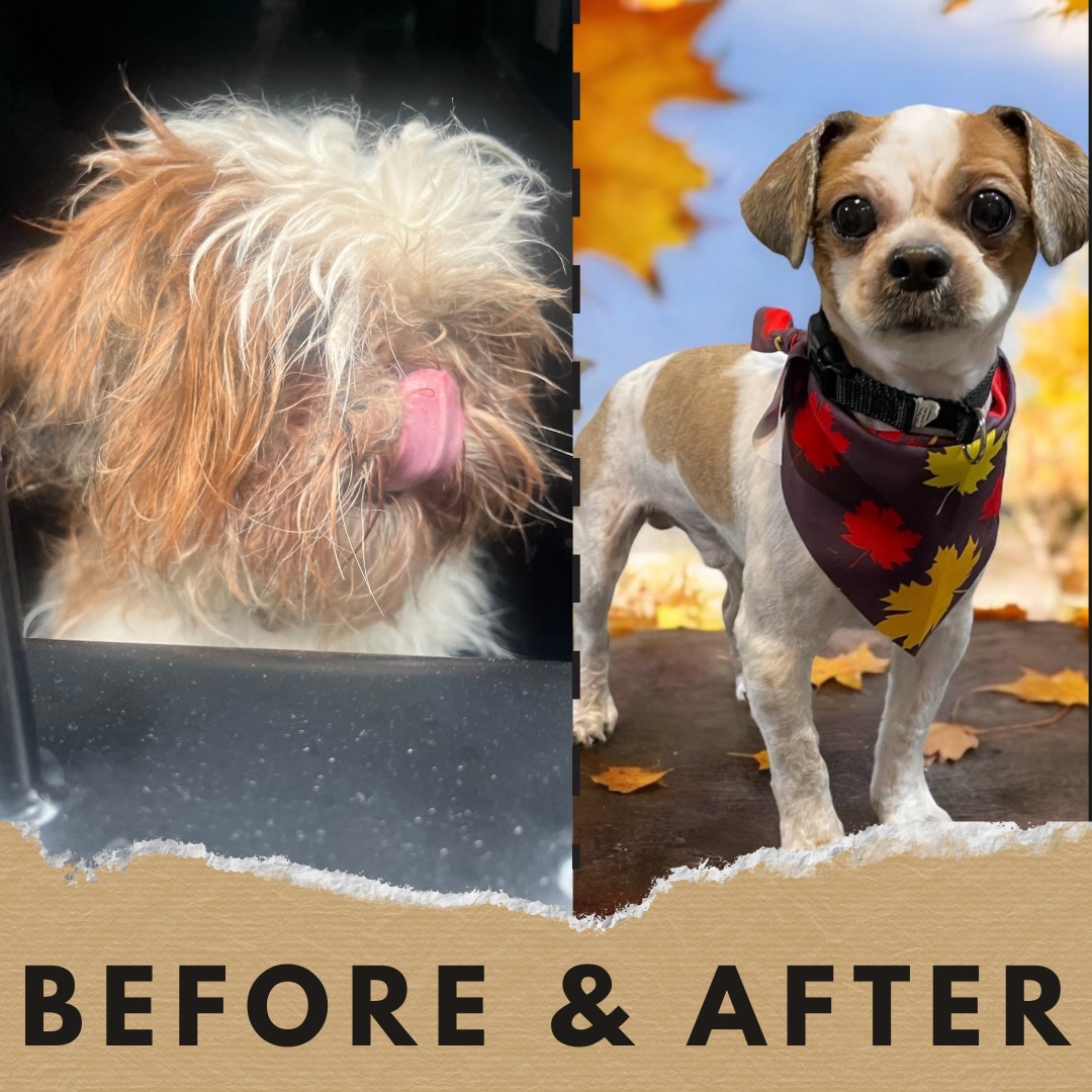 BEFORE AND AFTER: Philly the dog is seen inside Temple Police Sgt. David Ramos' patrol vehicle the day he was found wandering inside the College of Engineering building (left) and a few days later after being adopted by Ramos and taken to a dog groomer. 