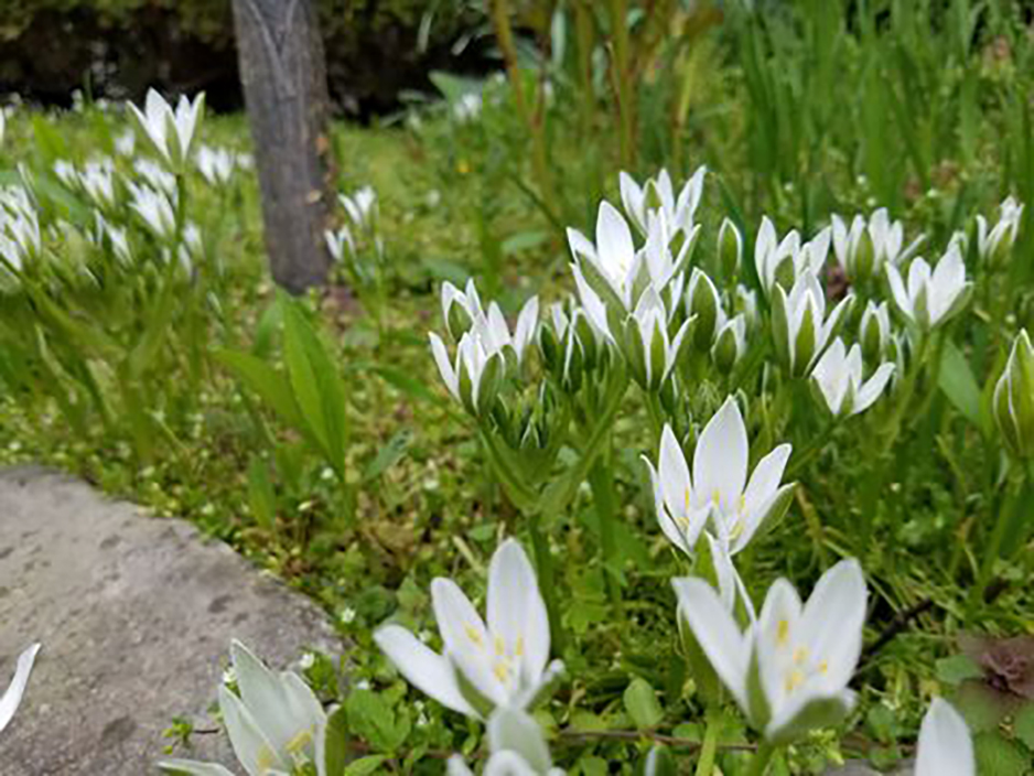 Flowers in a garden