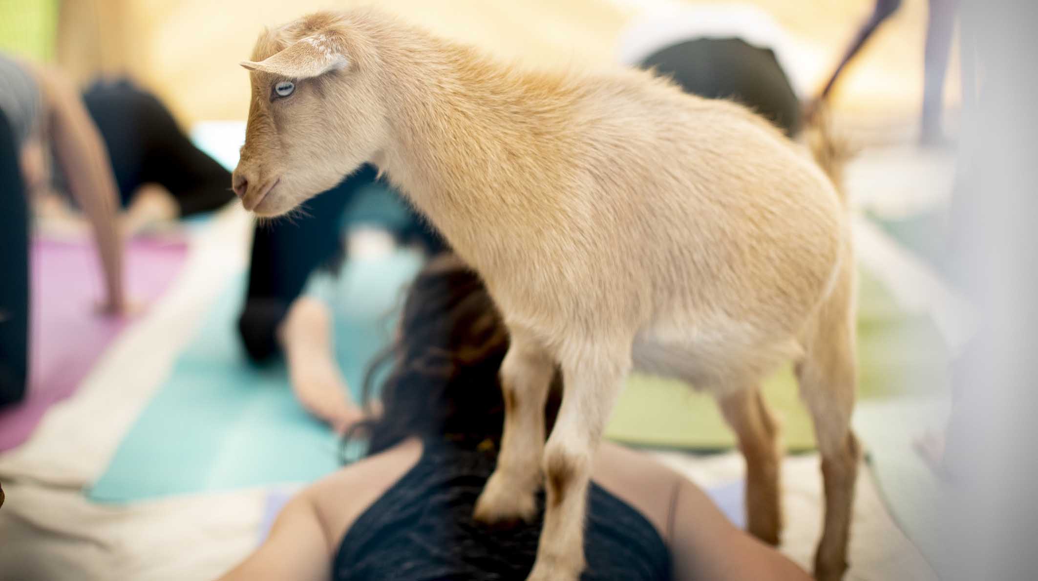 student doing yoga with a goat 