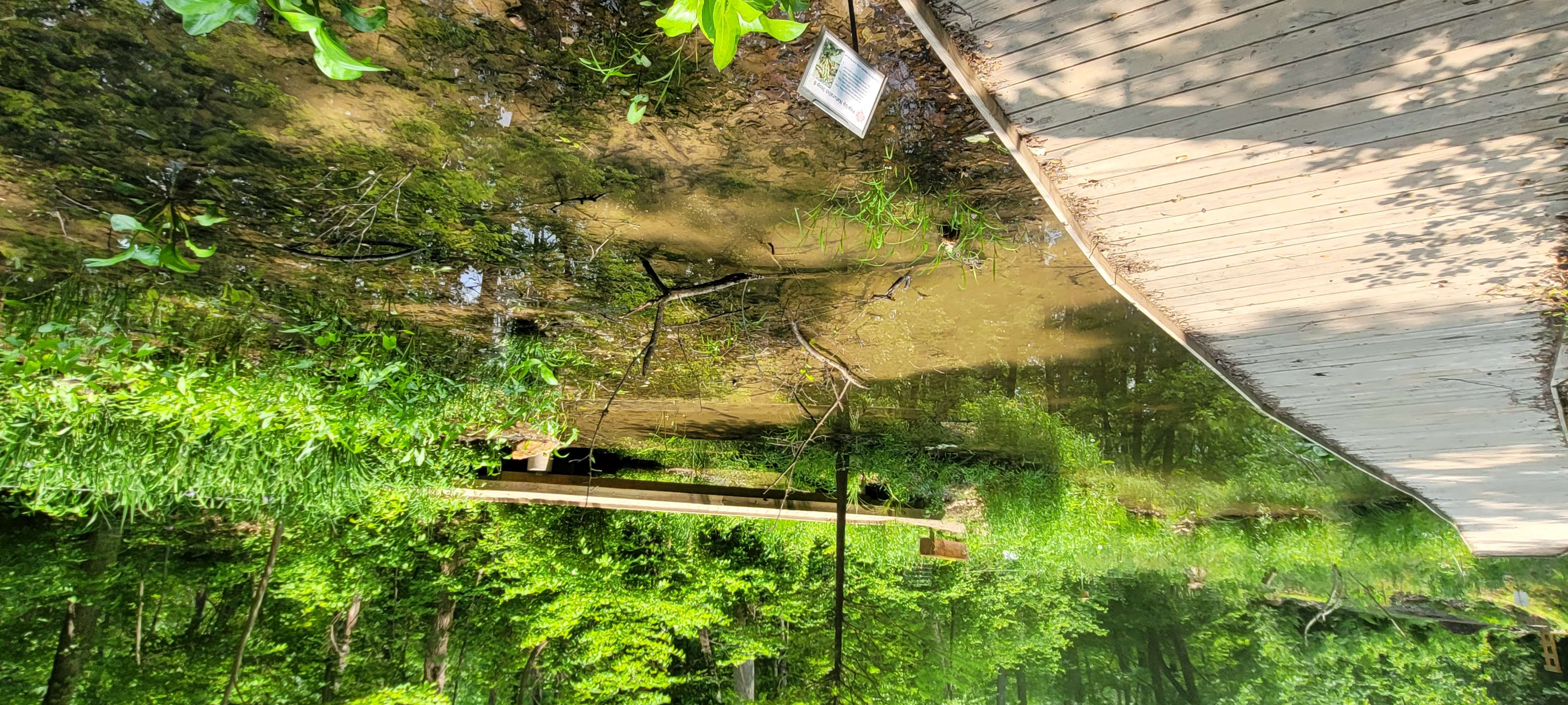 wetlands pictured with walking path