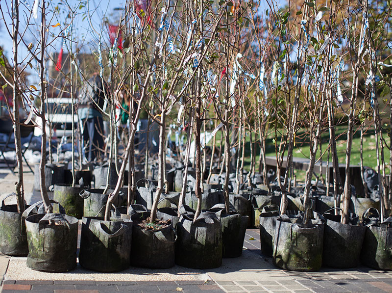 young trees at a fruit tree adoption at Temple