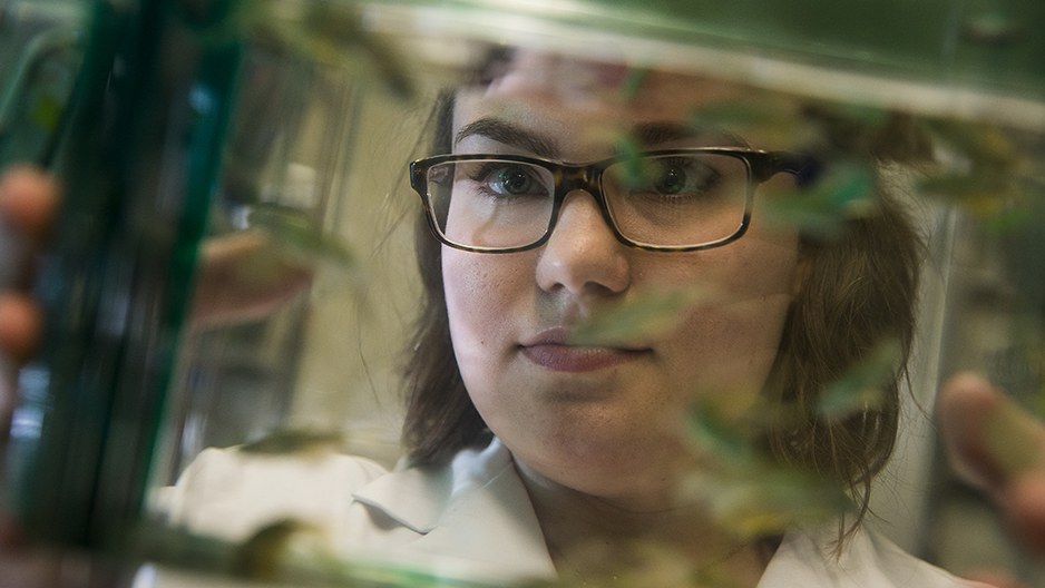 Rachel Paul looking at zebrafish in a tank.