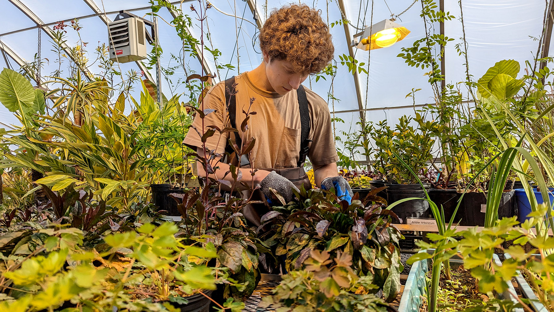 A student works with the plants for Temples 2023 Philadelphia Flower Show exhibit.