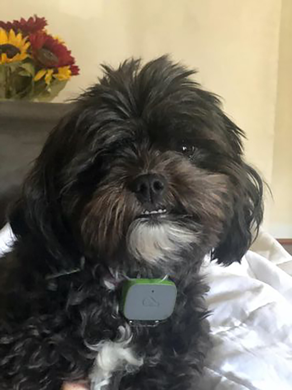 Kayla the Dog