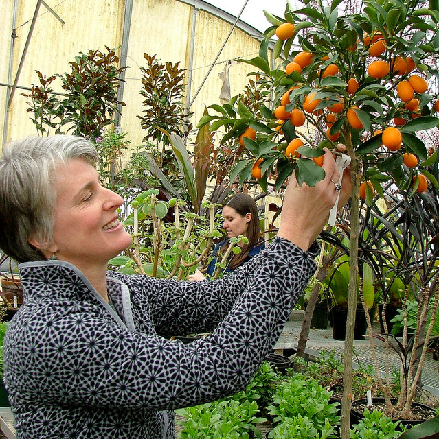 Student picking Kumquats