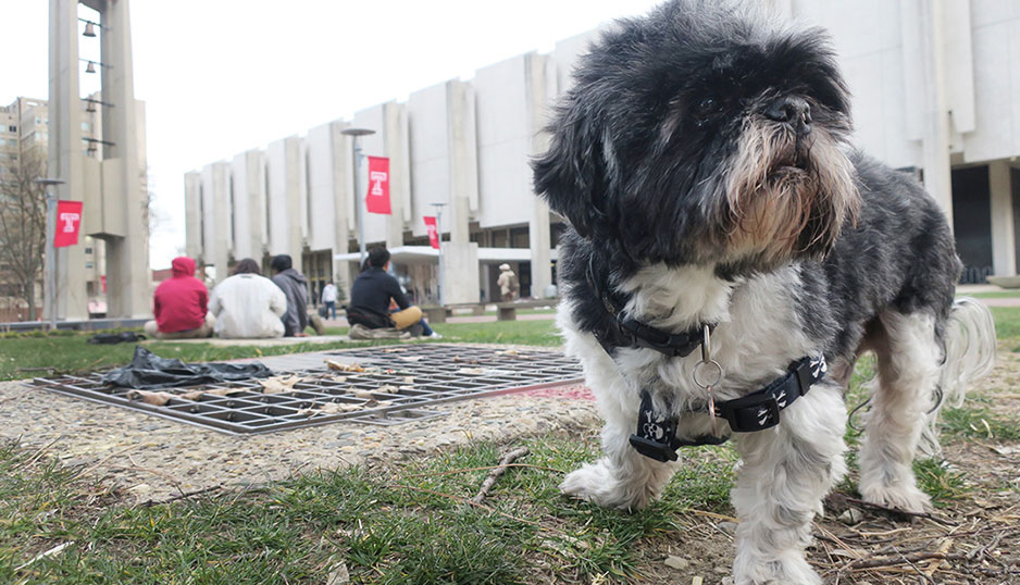 Mookie on campus