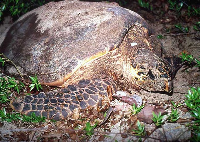 Nesting Hawksbill turtle