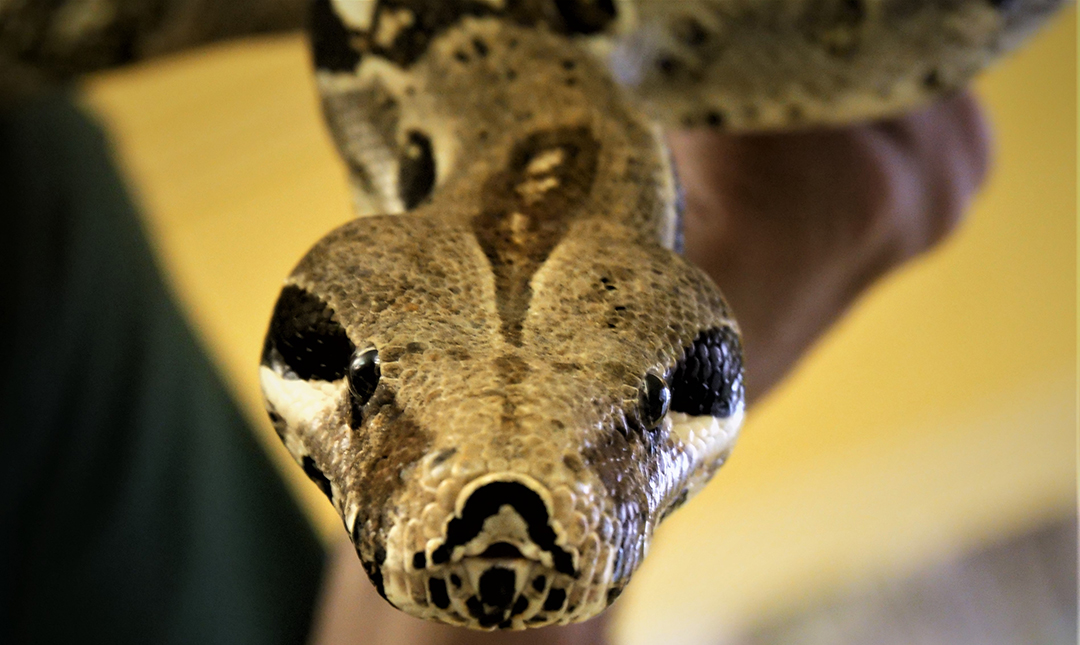 At boa constrictor at the Science fo Scary