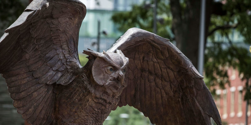 A Temple owl spreads its wings on campus.
