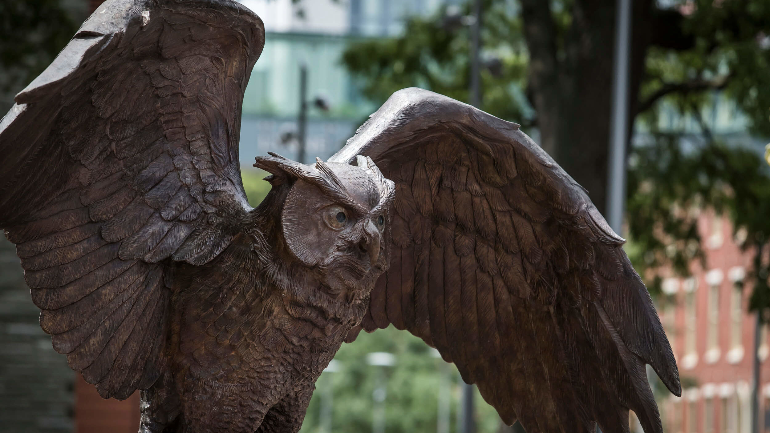 A Temple owl spreads its wings on campus.