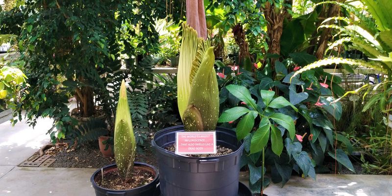 One large and one small corpse flower prepare to bloom.