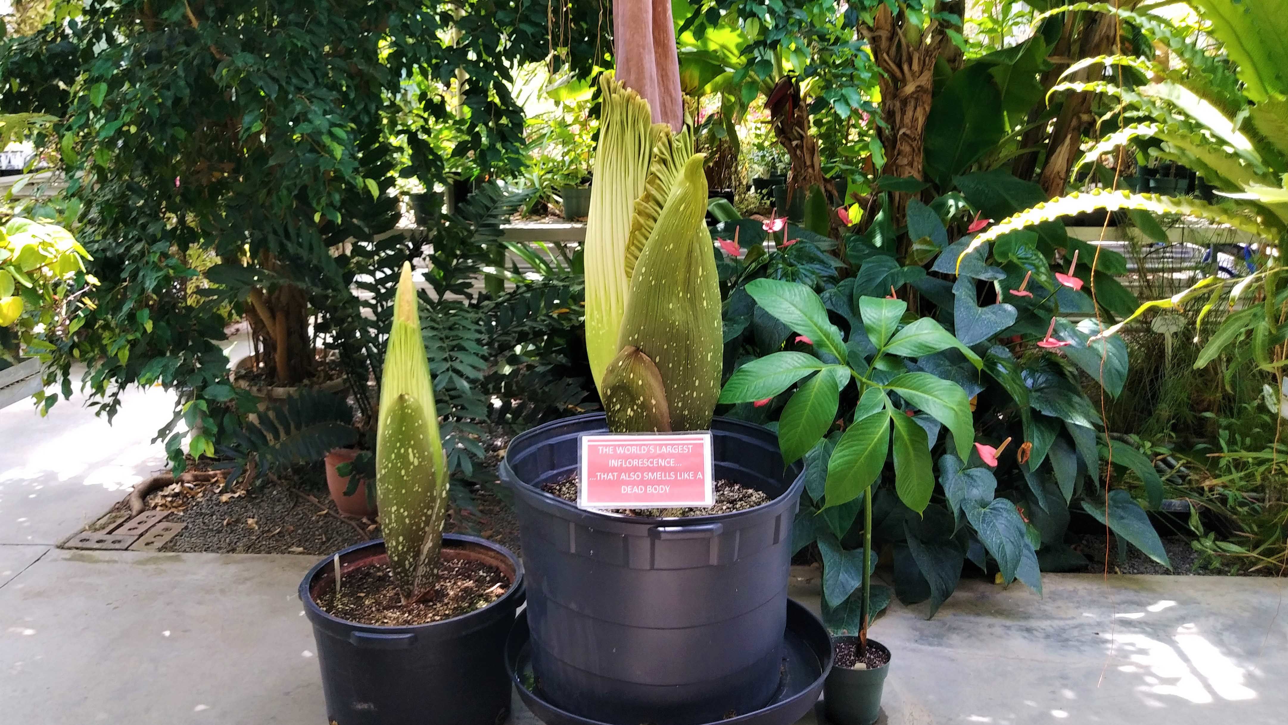 One large and one small corpse flower prepare to bloom.