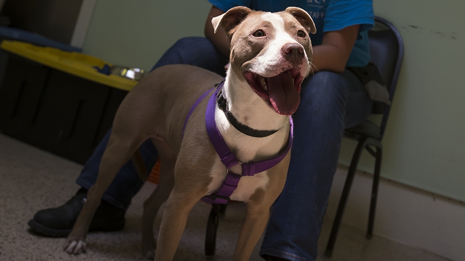 A brown and white dog undergoing a behavior analysis at the PSPCA.