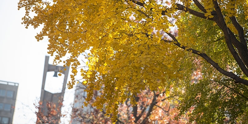 A tree with yellow leaves and the Bell Tower in the background.