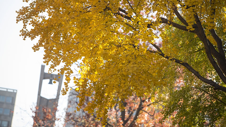 A tree with yellow leaves and the Bell Tower in the background.