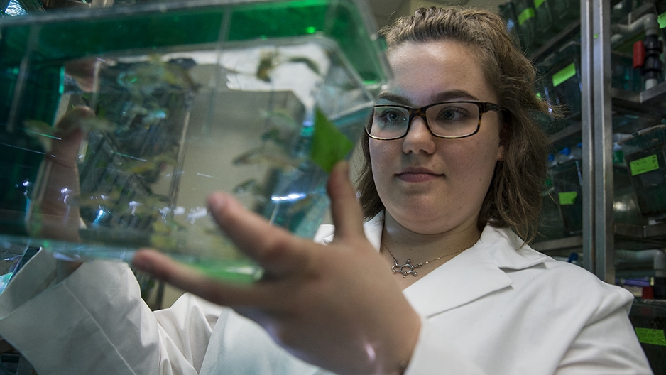 Rachel Paul looking at zebrafish in a tank.