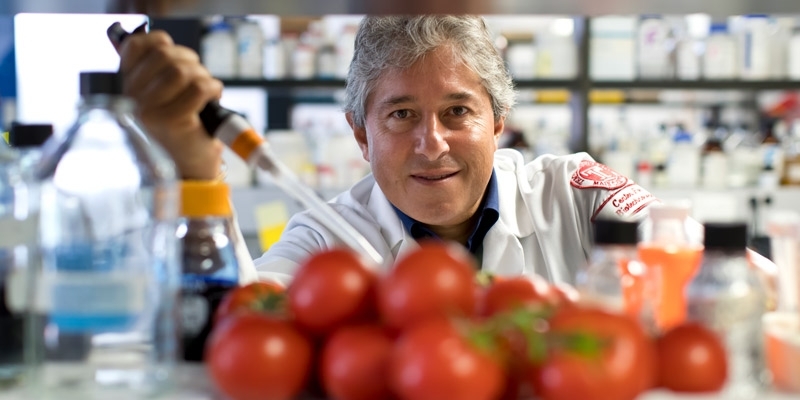 Antonio Giordano holding a pipette, surrounded by tomatoes in a lab