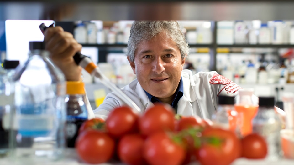 Antonio Giordano holding a pipette, surrounded by tomatoes in a lab