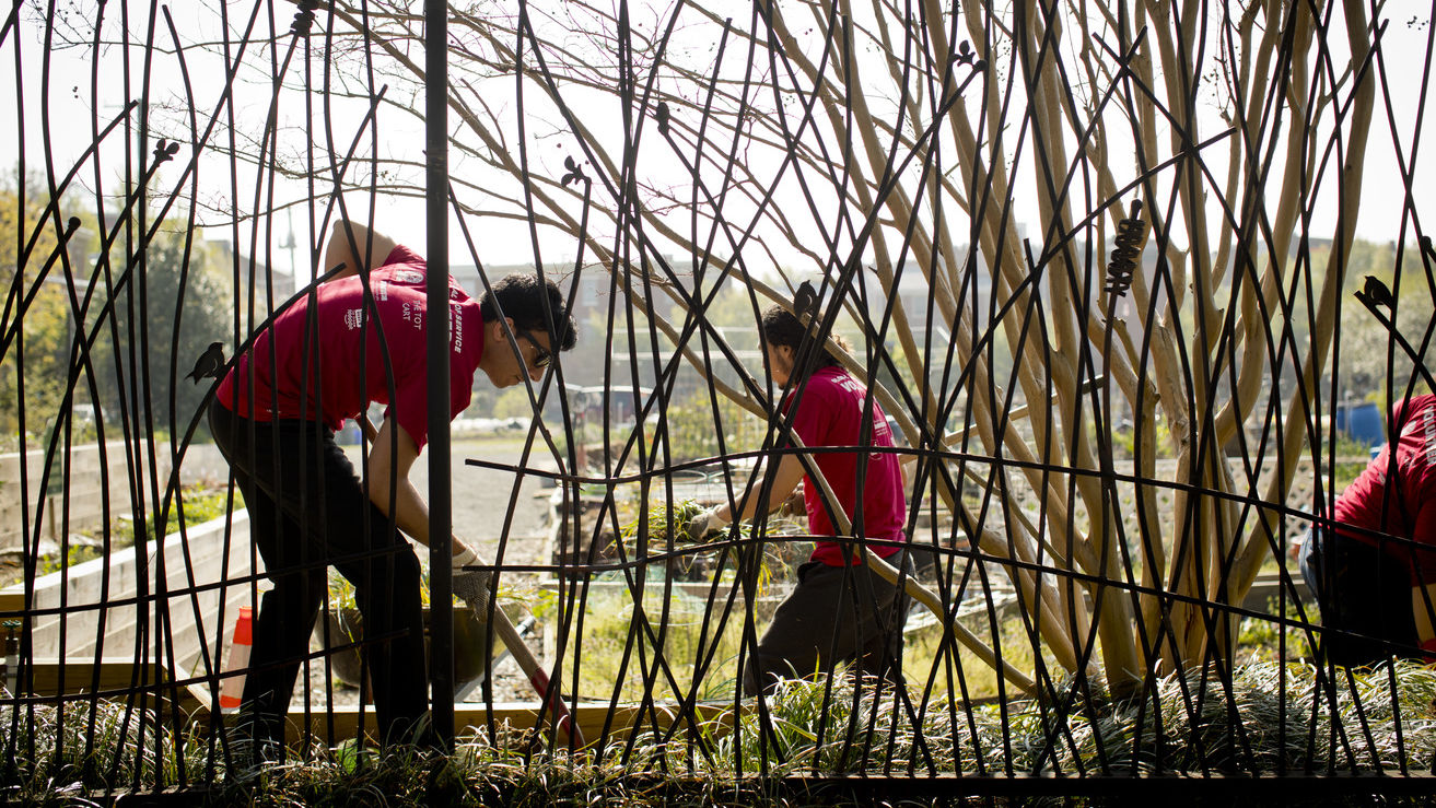 students tending an urban garden