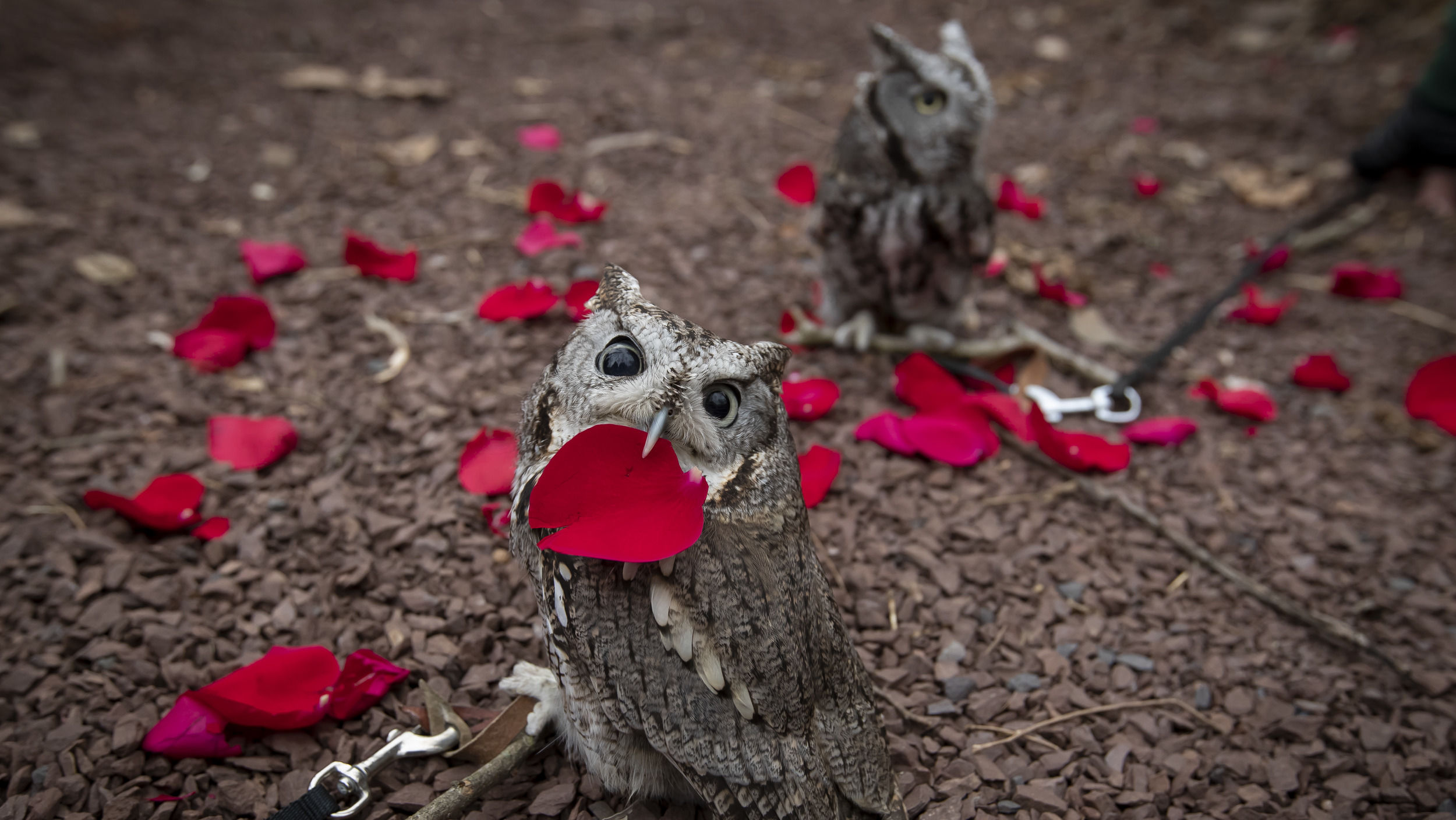 Image of Temple mascot Stella the Owl.