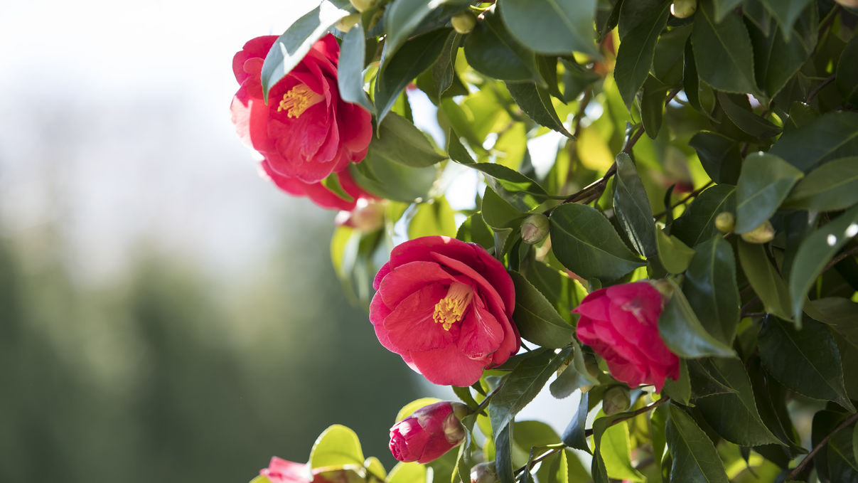 Image of spring flowers