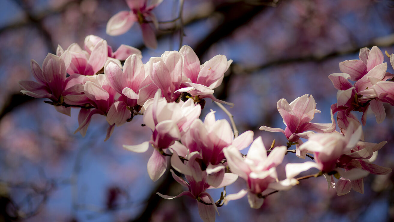 Image of a flower blooming on campus.