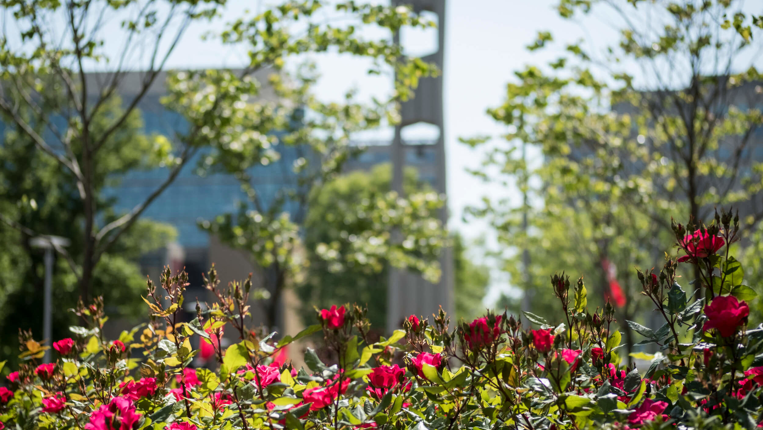 A view of the Bell Tower on Main Campus.