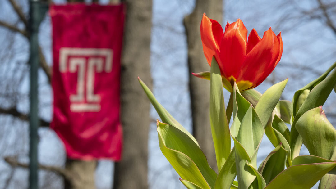 a tulip in front of a Temple T flag