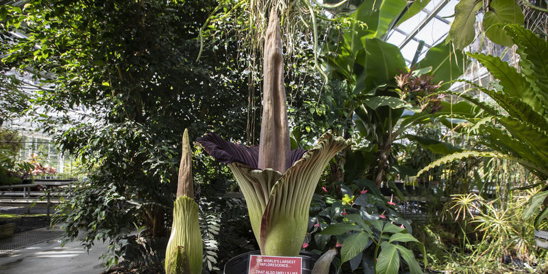 Giant corpse flowers at Temple Ambler.