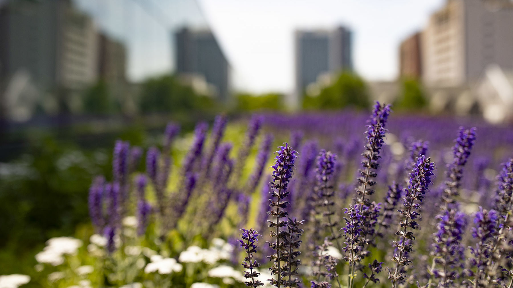 Image of flowers on Charles Library's green roof.