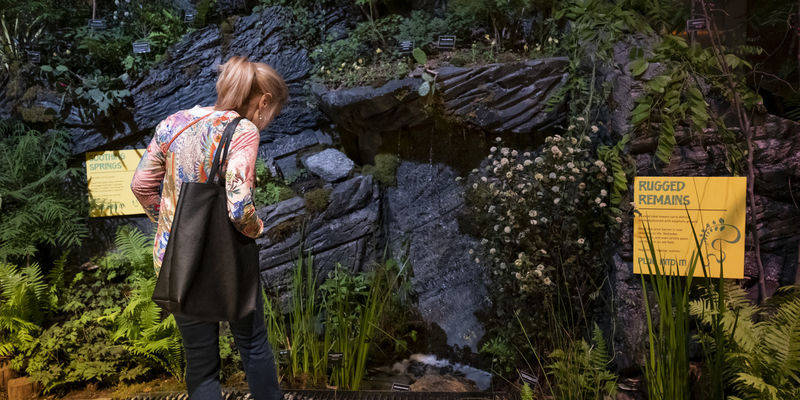 A spectator looks at Temple's exhibit in the Flower Show