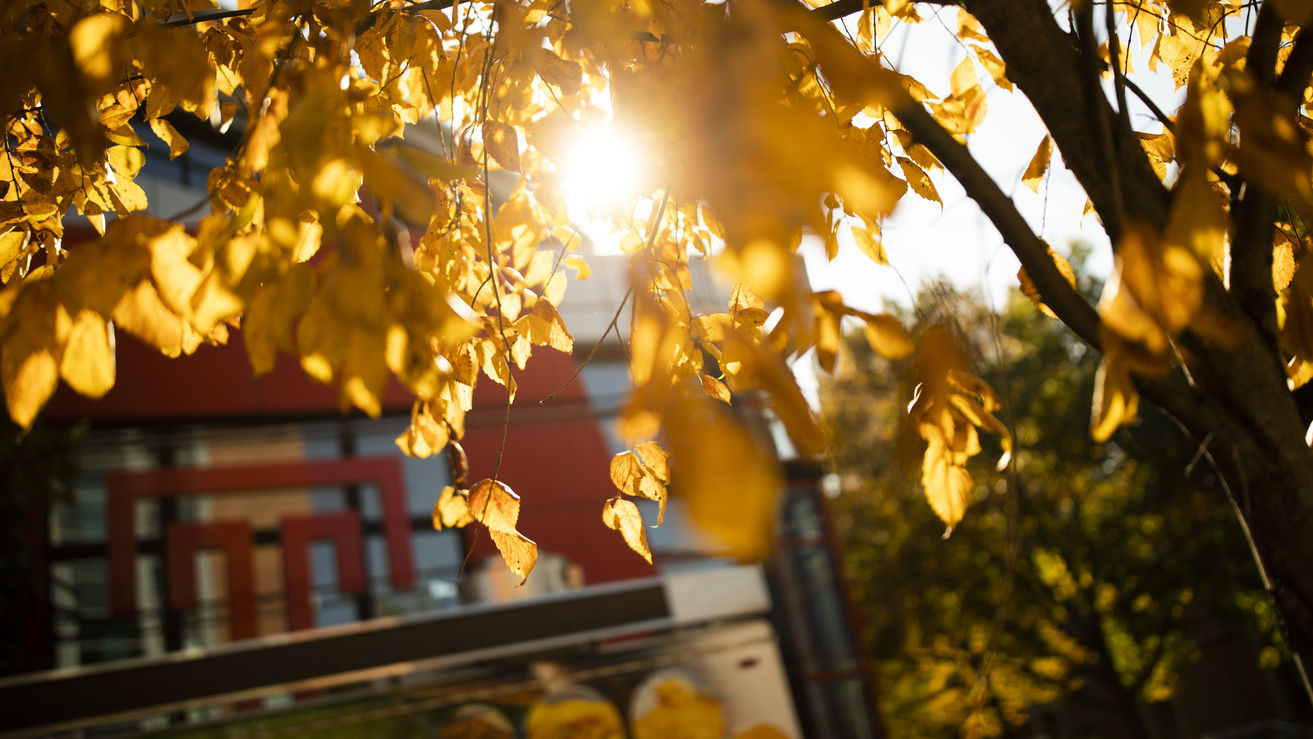 A photo of a tree with turning leaves on Temple’s campus.