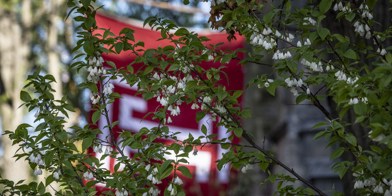 Temple flag pictured behind a bush.
