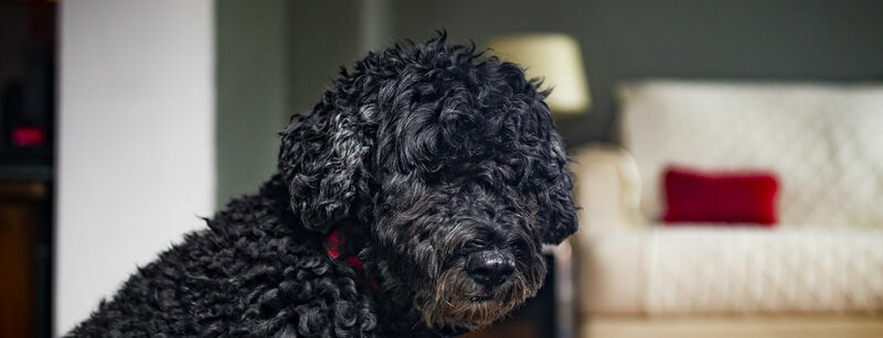 Image of small dark-colored dog with a couch in the background.     