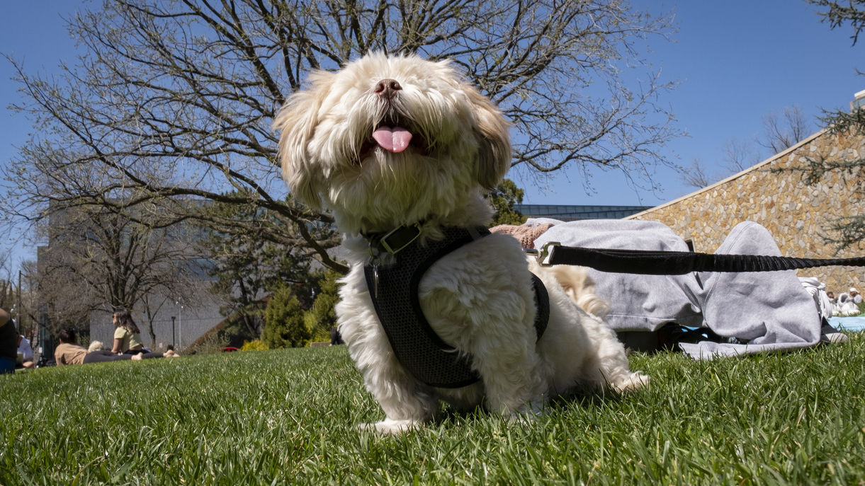 On Beury Beach, a white, fluffy dog on a leash sticks his tongue out to the camera. Charles Library and students basking in the sun are seen in the background.