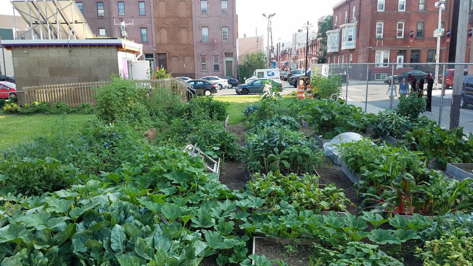 Temple Community Garden