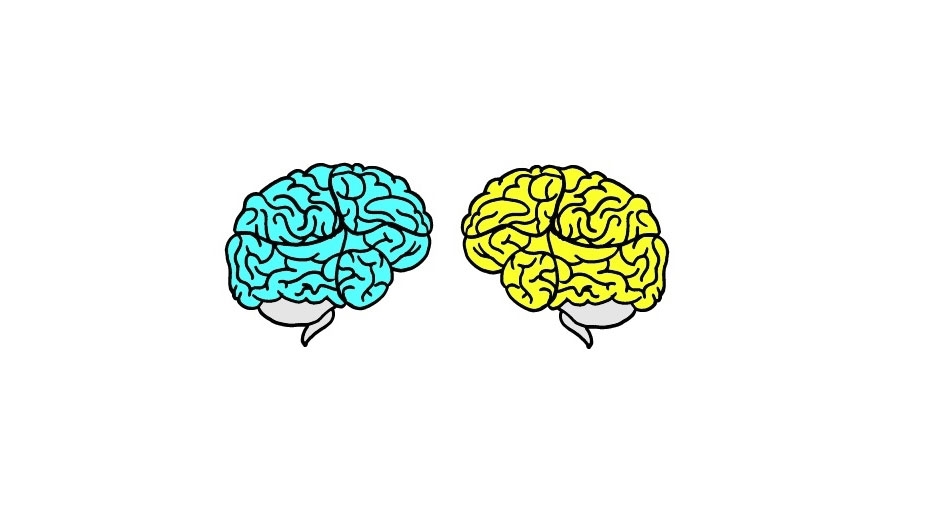 Two illustrated brains looking at each other. 