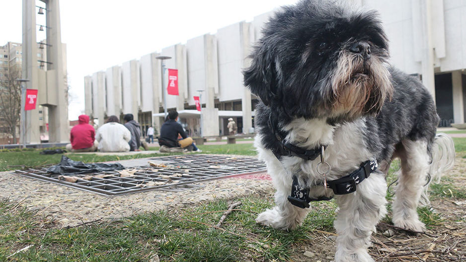 Mookie on campus