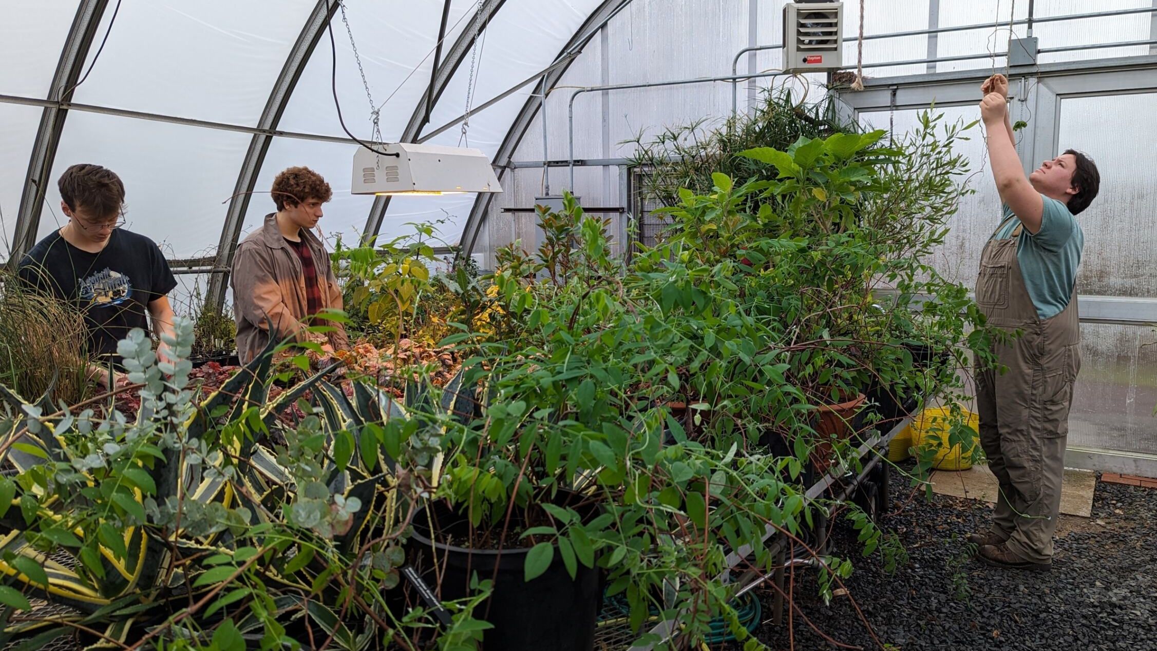 Horticulture students preparing plants in the Ambler greenhouse 