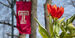 a tulip in front of a Temple T flag